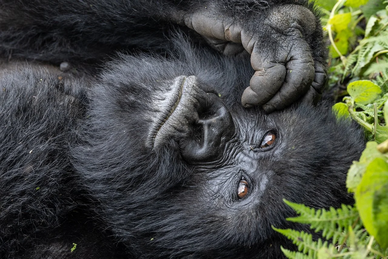 An adult silverback gorilla lies down and looks over at us. Volcanoes National Park.