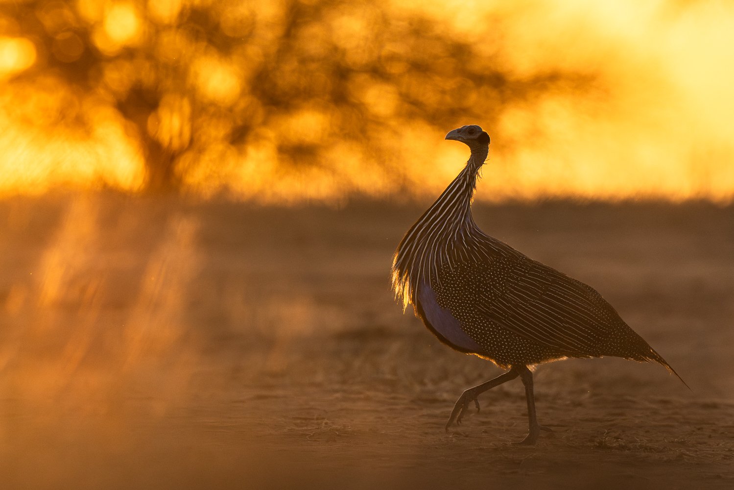Vulturine guineafowl in the orange dust.