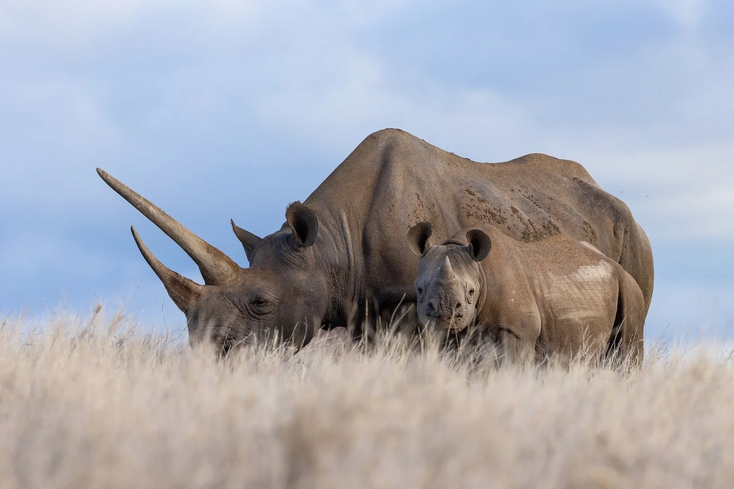 A black rhino with large horns stands with her calf in Lewa.