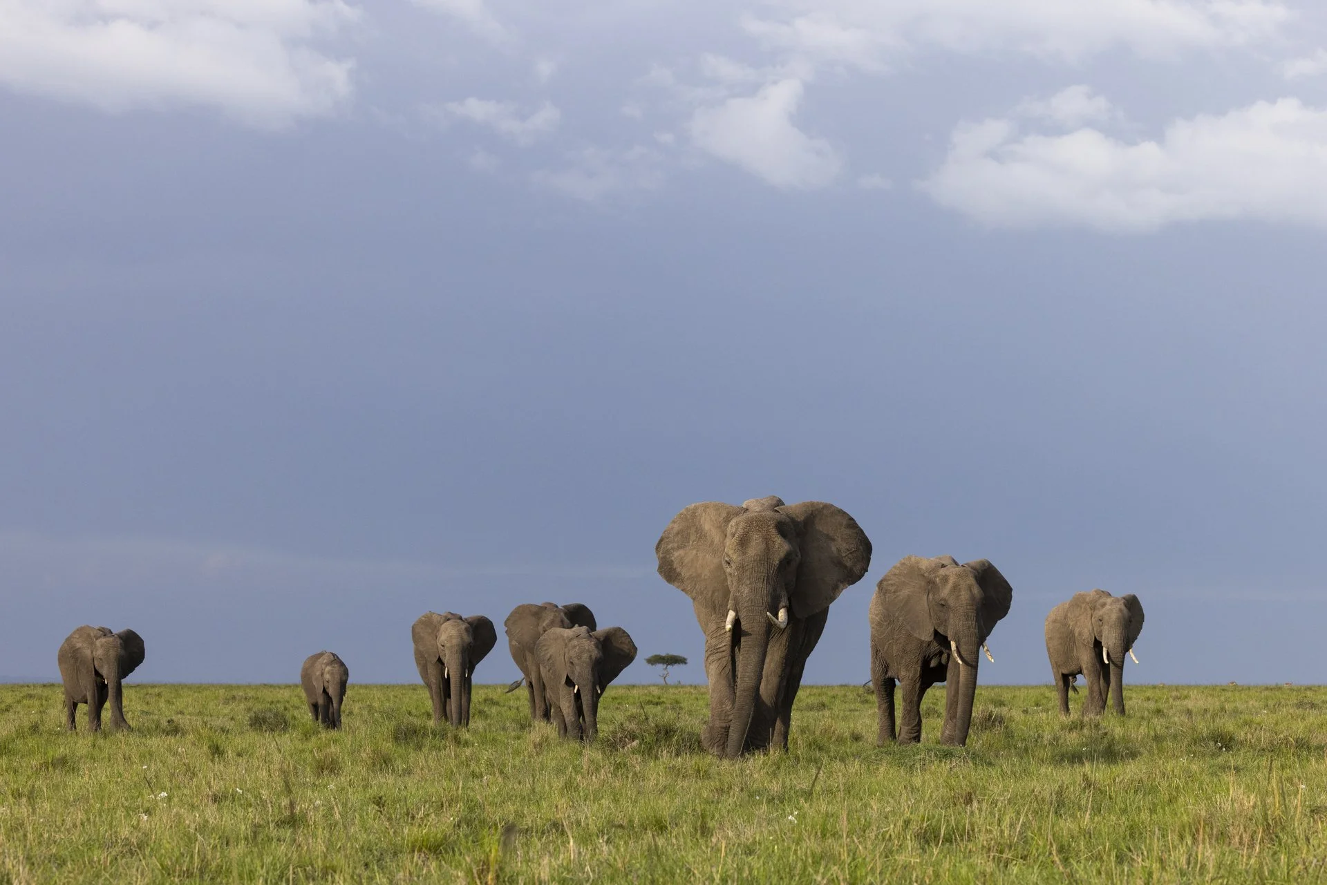 A herd of elephants walks across the green grass of Mara North Conservancy in the Maasai Mara.