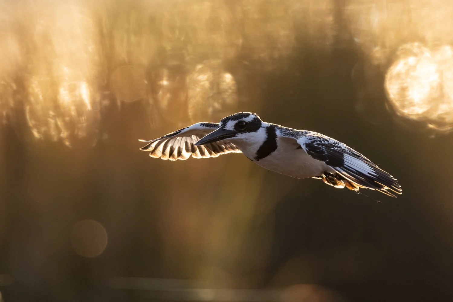 Pied kingfisher in flight in golden light on the Chobe River