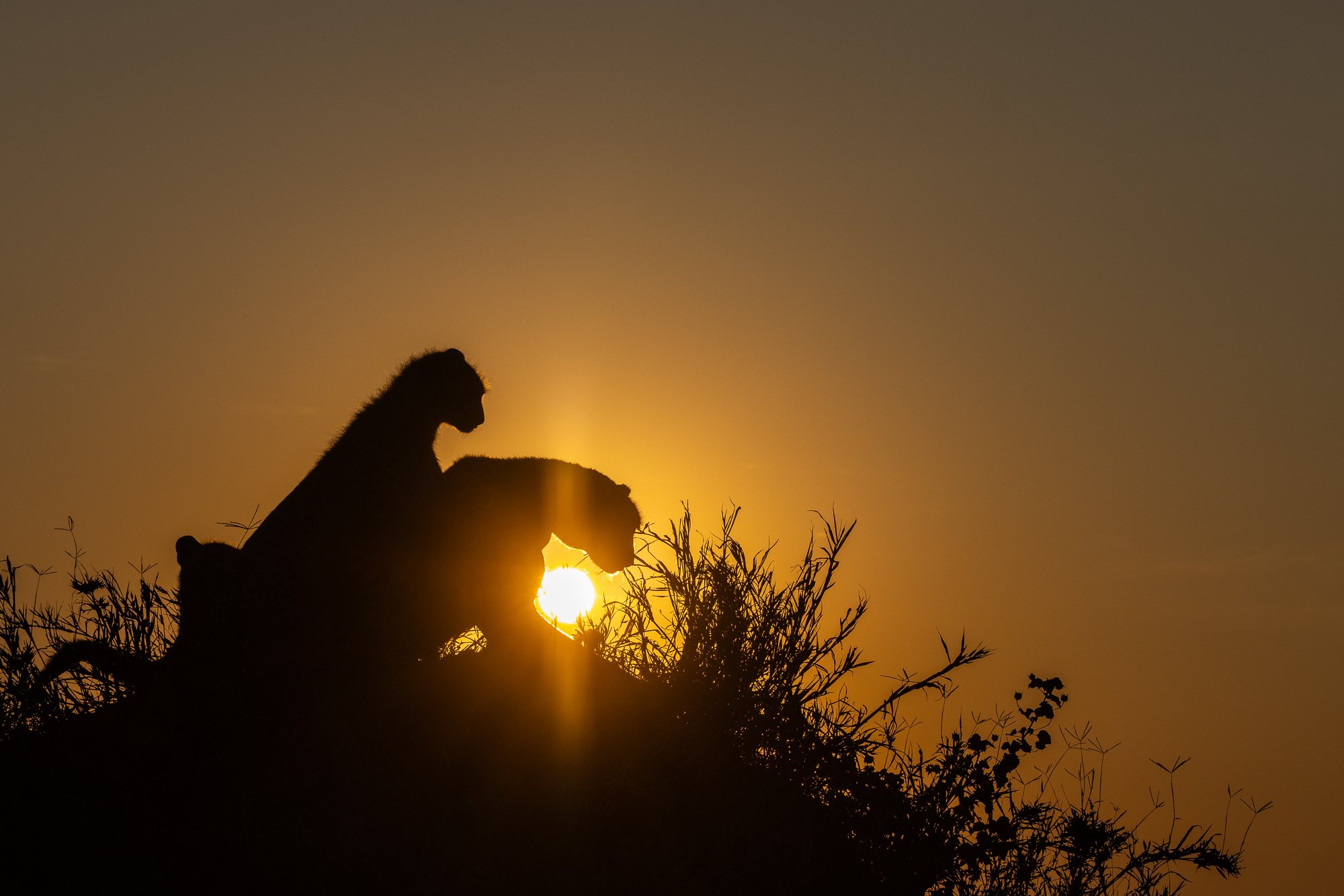 Cheetahs silhouetted through the grass in the Serengeti