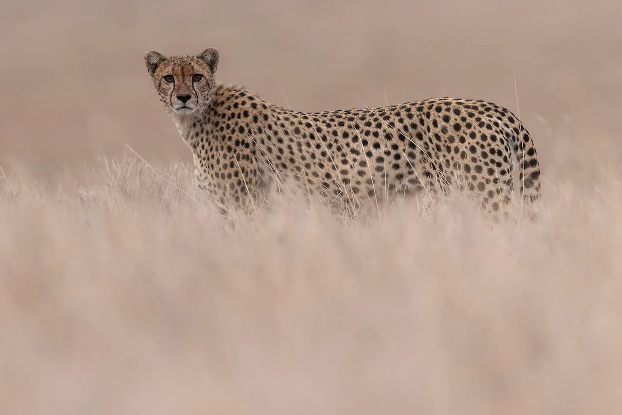 A single cheetah stands in the wavy grass.