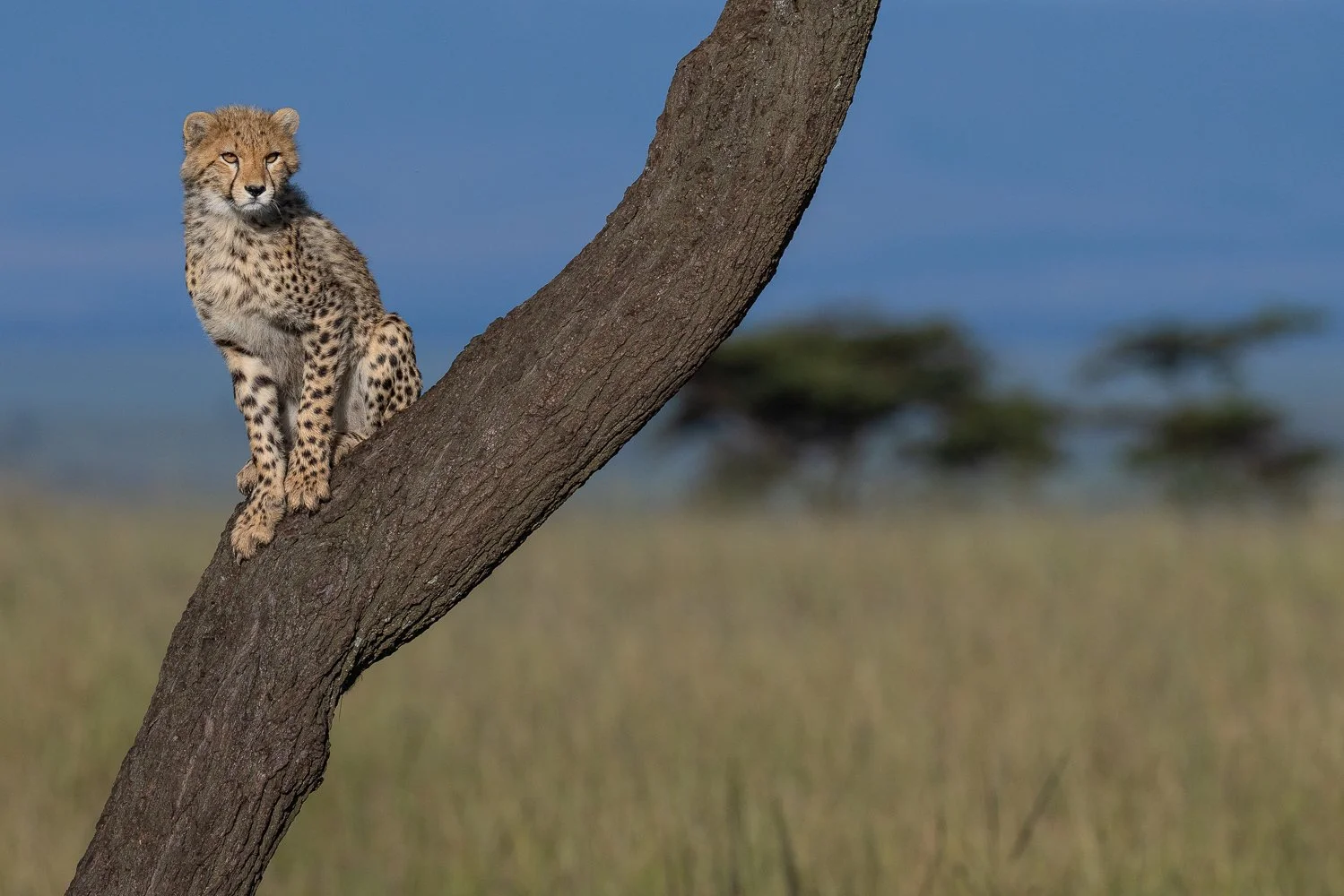 A cheetah cub sitting on a tree branch in a savannah landscape.