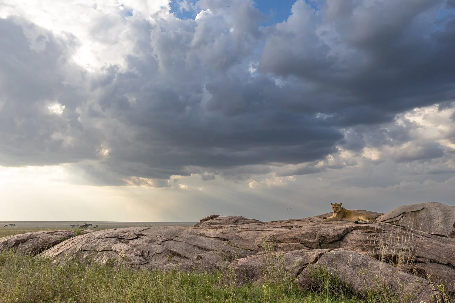 Lioness on koppie in the Serengeti