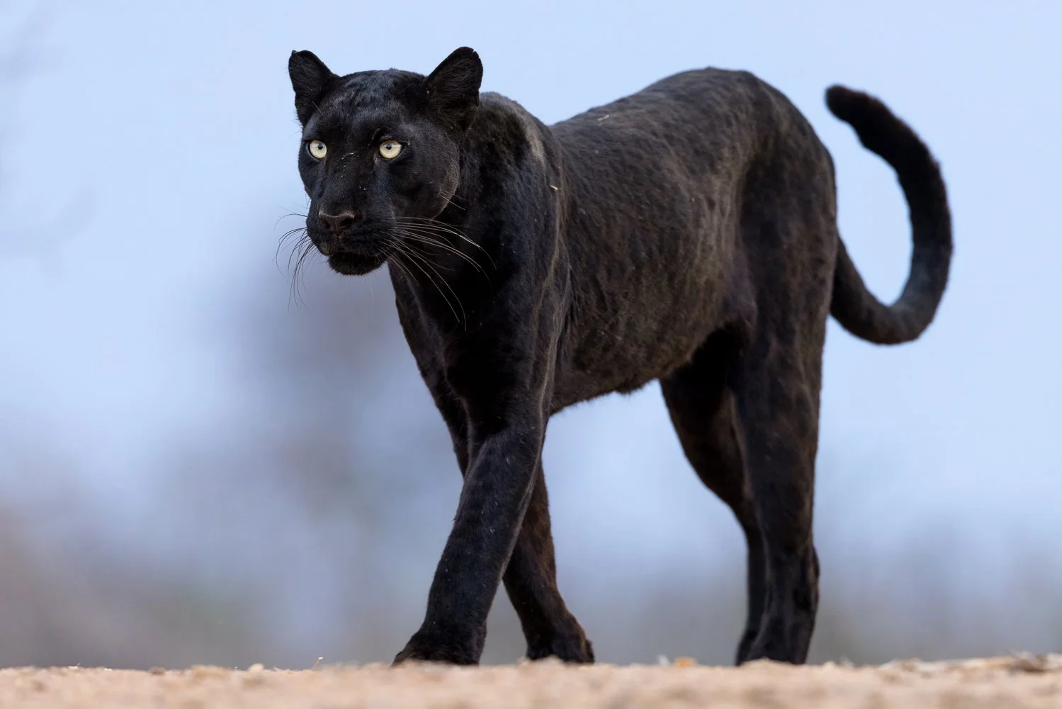 A black leopard walks on the river bank in Kenya's Laikipia region.