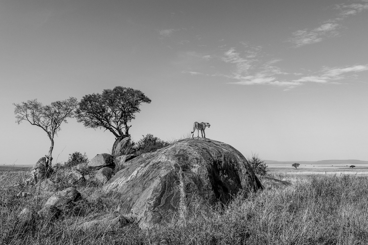 Cheeta on koppie in the Serengeti. Black and white.