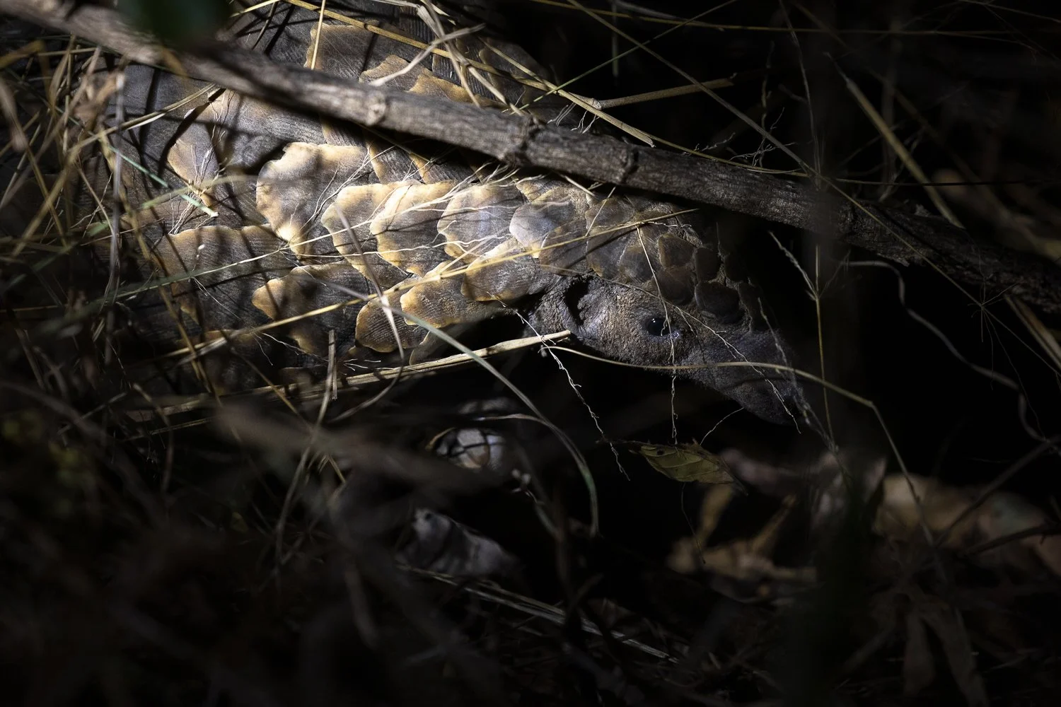 A pangolin makes its way through the undergrowth of the Sabi Sands