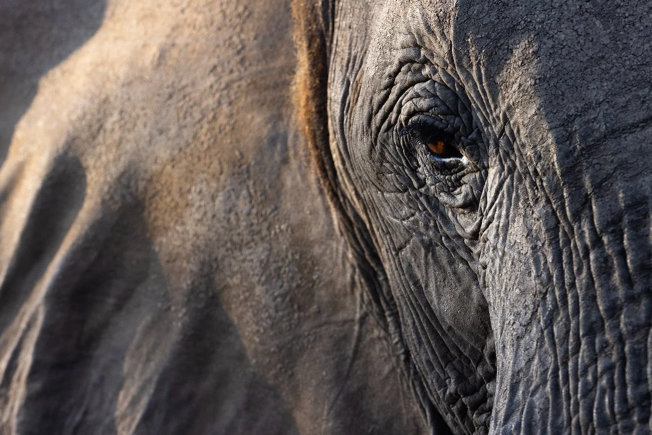 Close-up of an elephant's face showing its eye and textured skin.