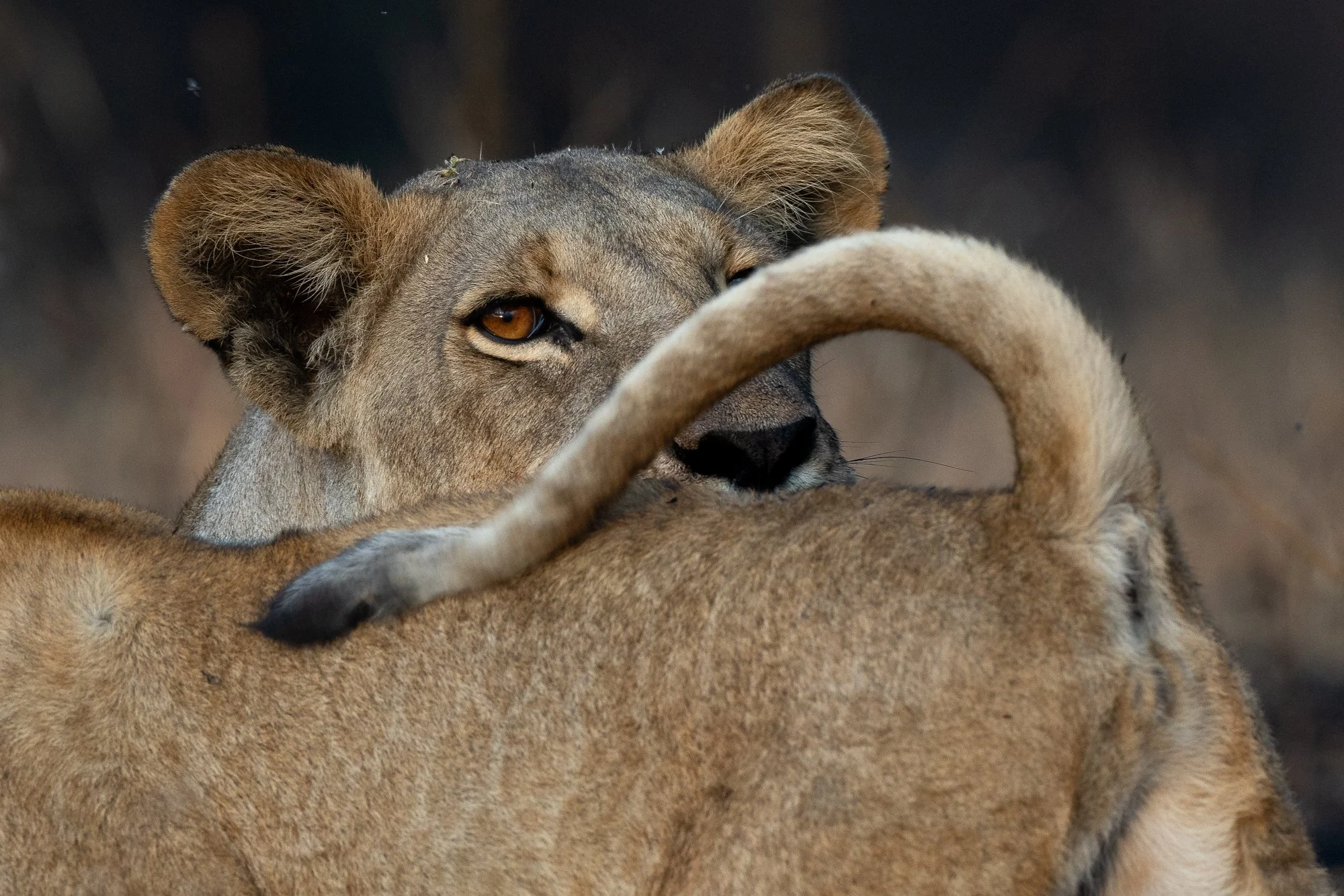 Lioness peers through tail