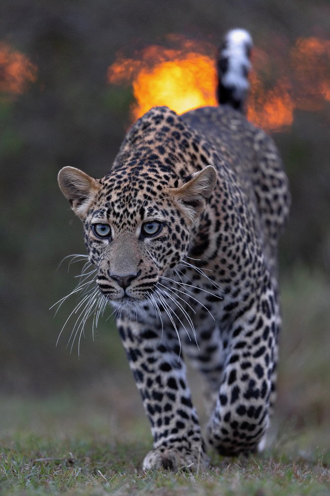 Young male leopard stalks forward with piercing eyes as the orange sun blurs through the background bushes.