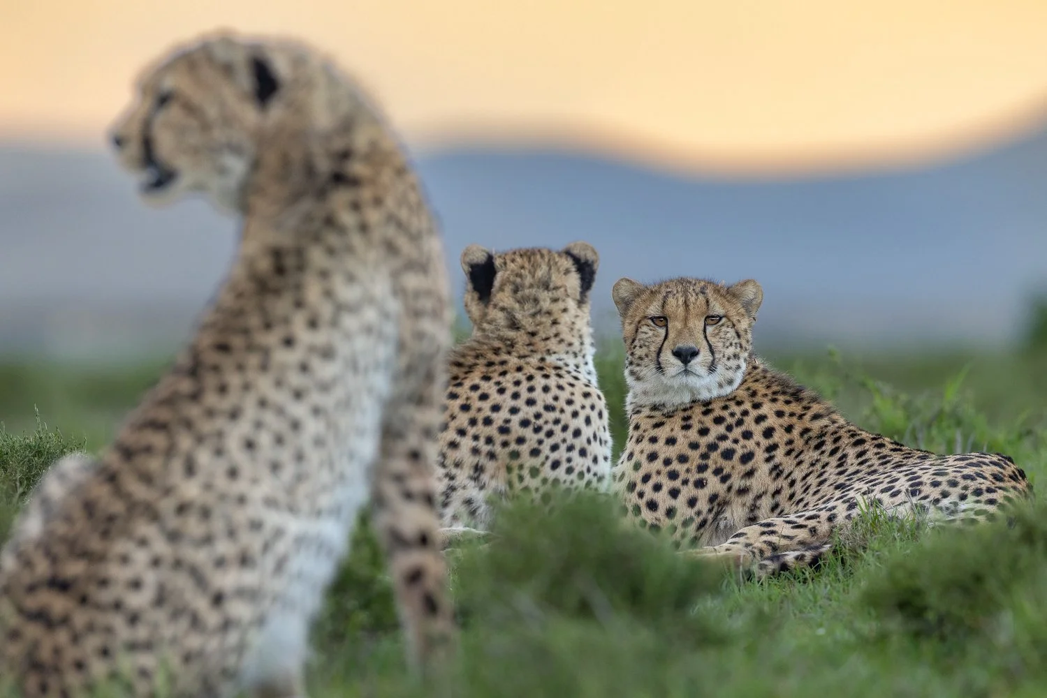 Three cheetahs resting on grass, one with focused eyes looking at the camera, two appear to be looking elsewhere.