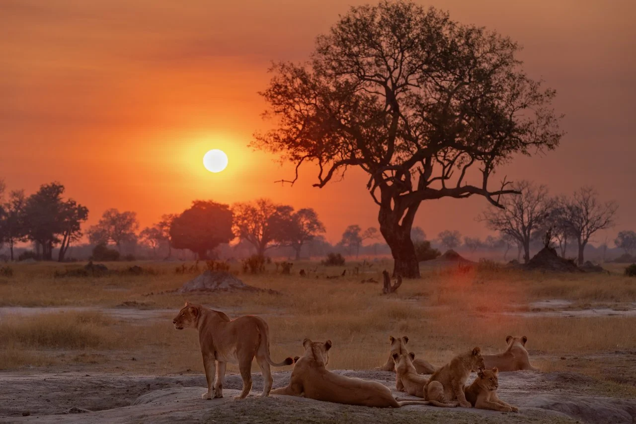 Lion Pride at Dawn.jpeg