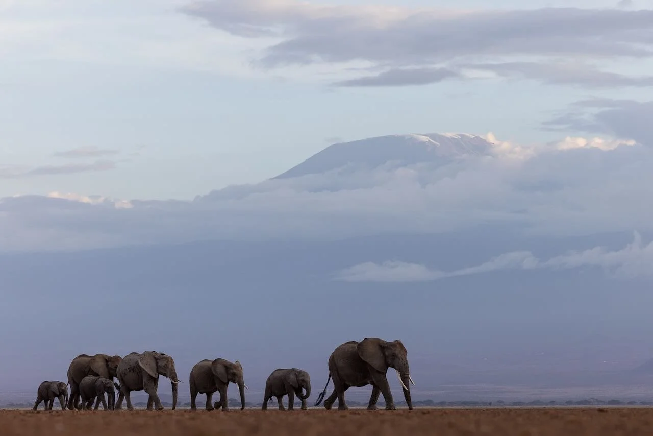 A family of elephants crosses dry lake bed in front of Mount Kilimanjaro in Amboseli.