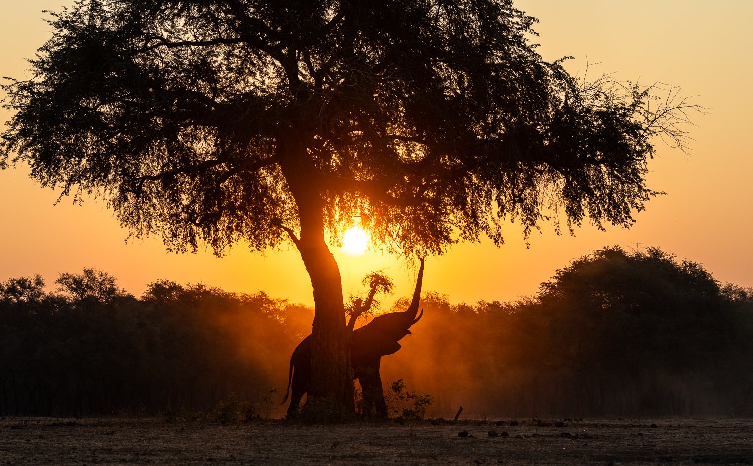 An elephant bull reaches up to a tree in Lower Zambezi at sunset in orange dust.