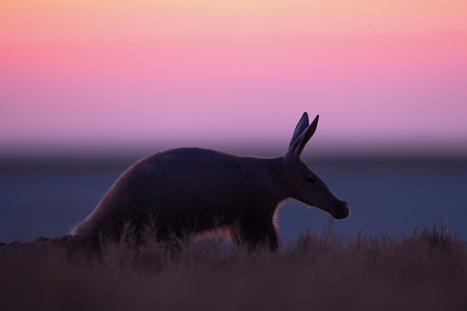 An aardvark listens for termites at dusk on the Makgadikgadi Salt Pans