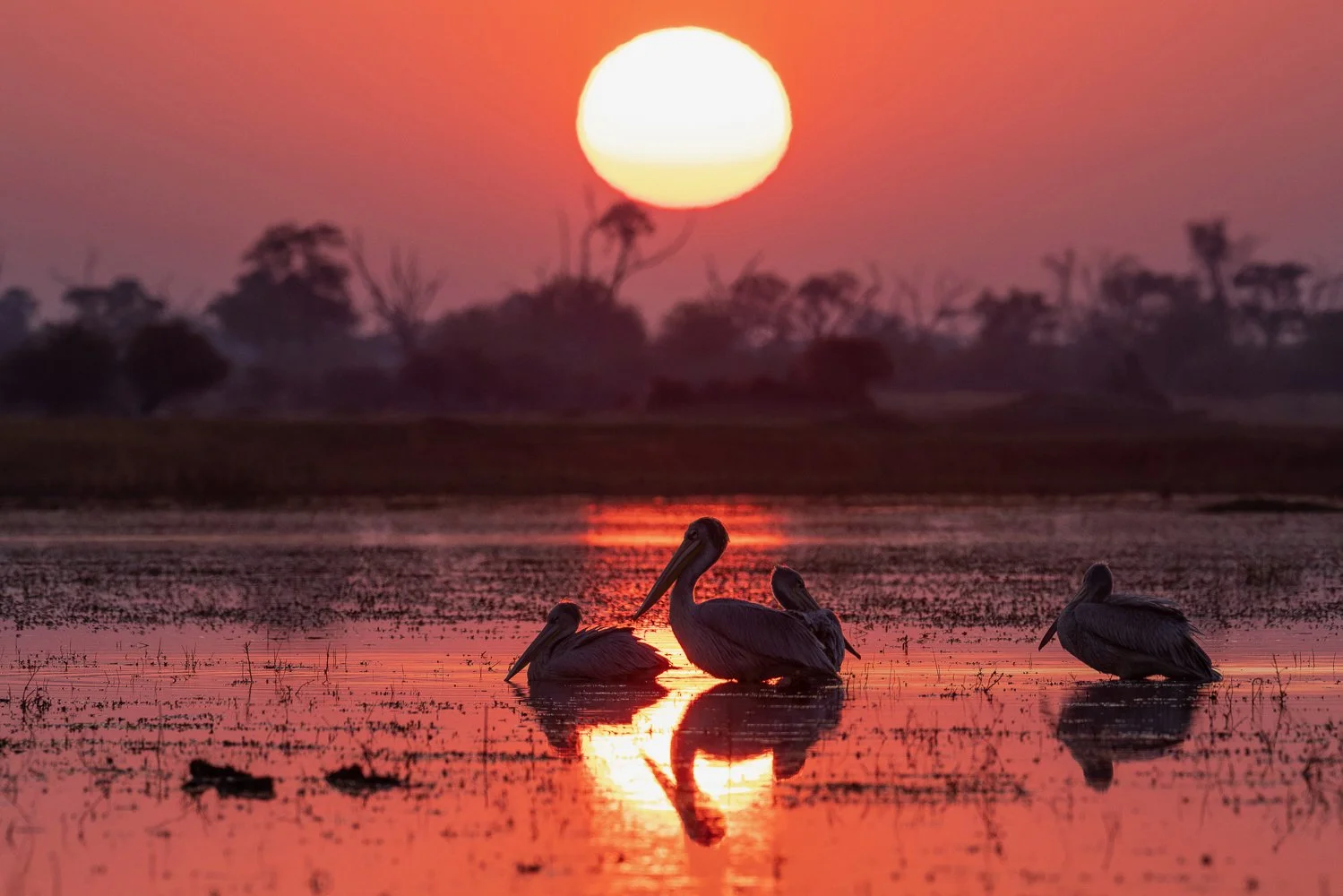 A group of pelicans relax on the Gomoti Channel in the Okavango Delta as the sun rises in a red sky.