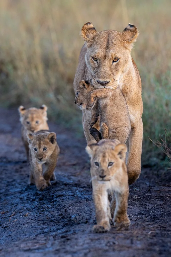 A lioness carries her cub to encourage the other three to follow in Tanzania's  Serengeti