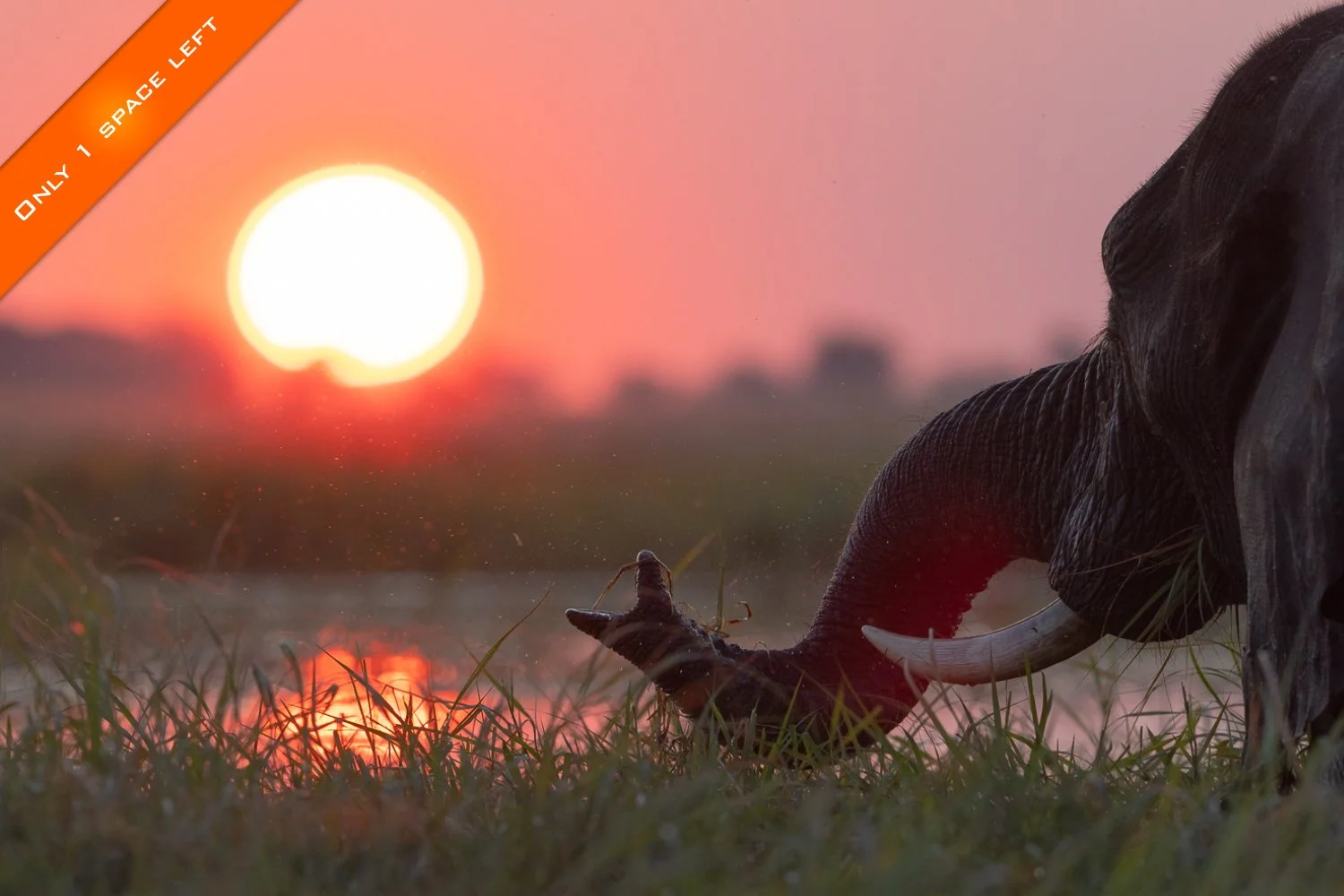 An elephant in the Chobe River at sunset