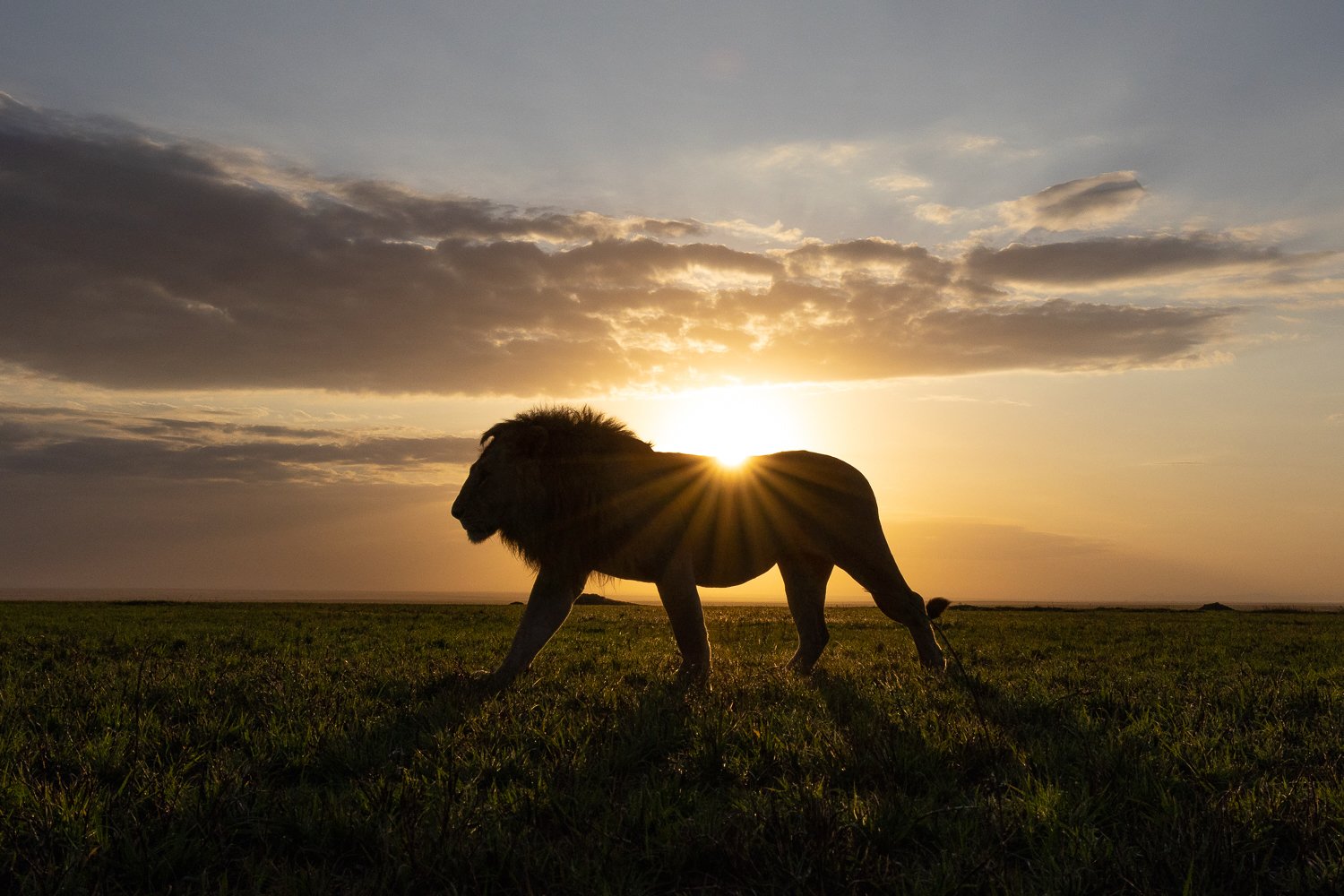 A male lion patrols in Tanzania's Serengeti as the sun makes a starburst on his back.