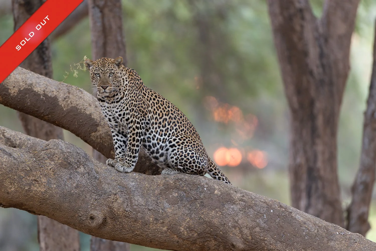 A male leopard sits on a fallen tree in the forests of Lower Zambezi with sunset light filtering through the trees in the background.
