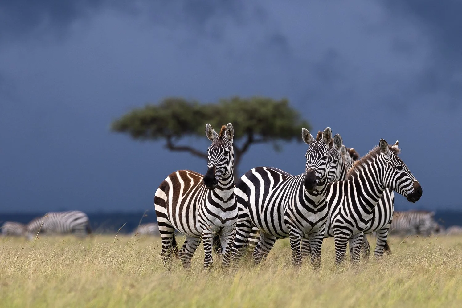 Group of zebras standing on grassland with dark stormy sky and a tree in the background.