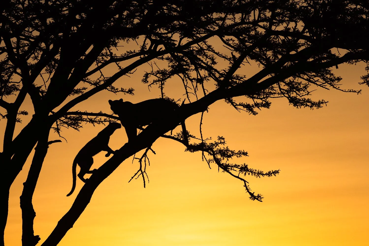 Silhouetted tree with a mother leopard and her cub on the branches against an orange-yellow sunrise  sky.