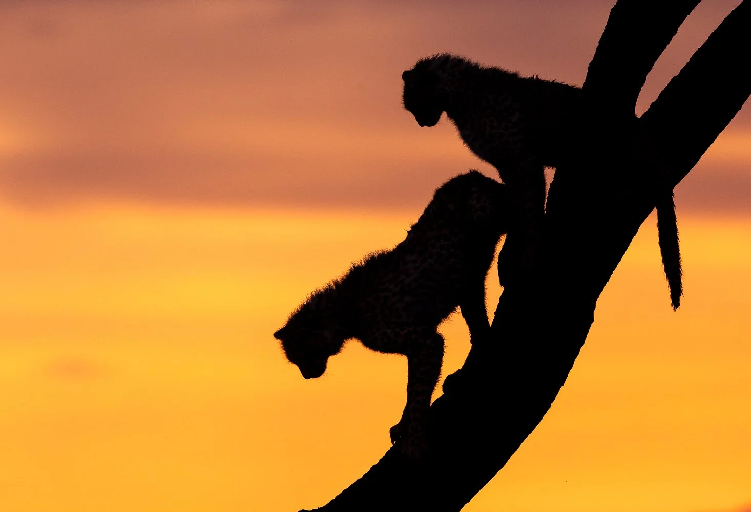 Silhouette of two young cheetahs climbing a tree at sunset.