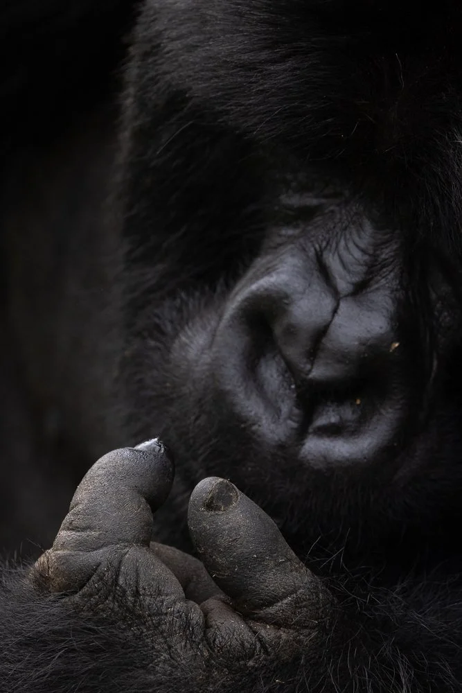 A gorilla examines their thumb and forefinger. Volcanoes National Park.