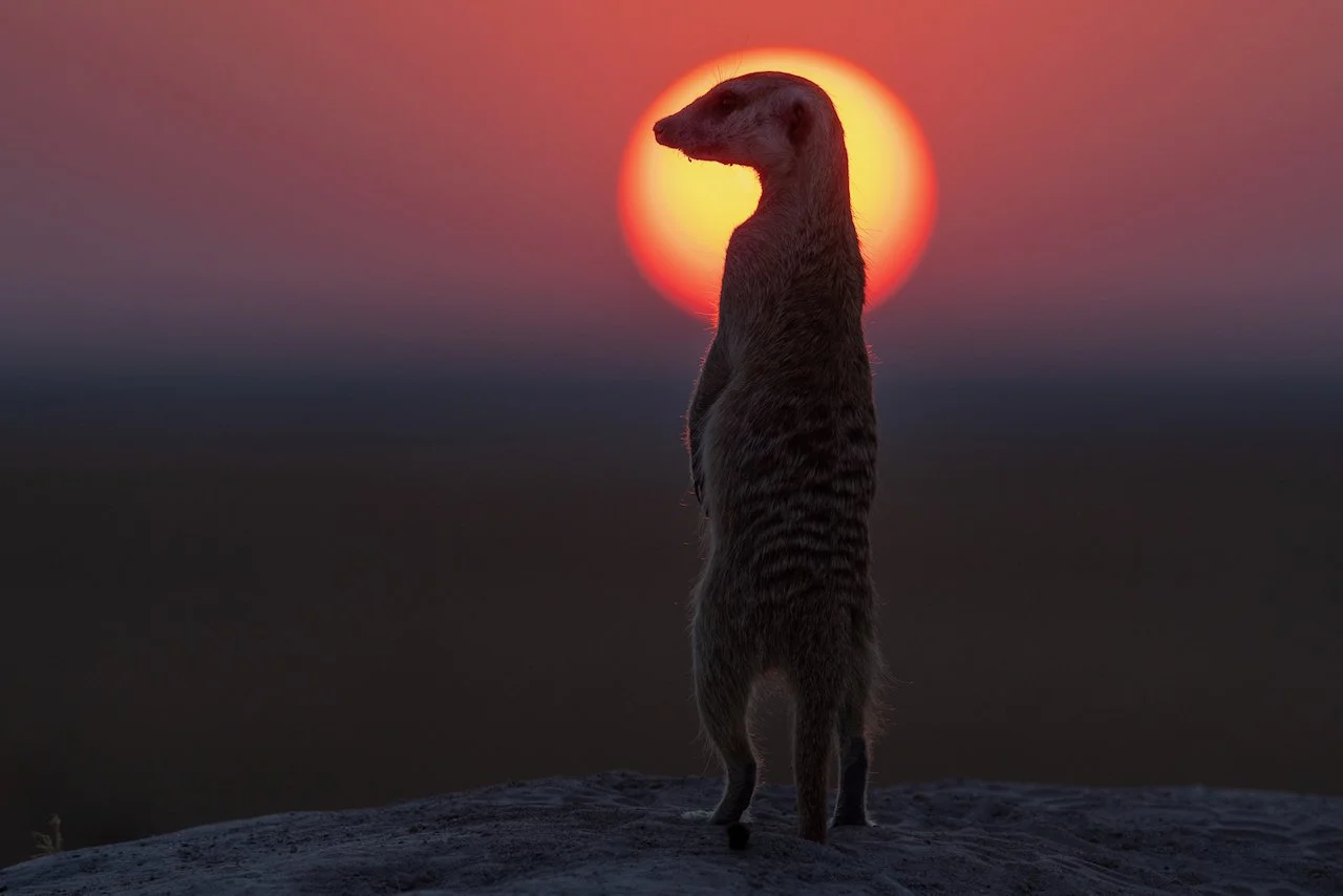 A meerkat standing upright on a rocky surface during sunset with the sun in the background.