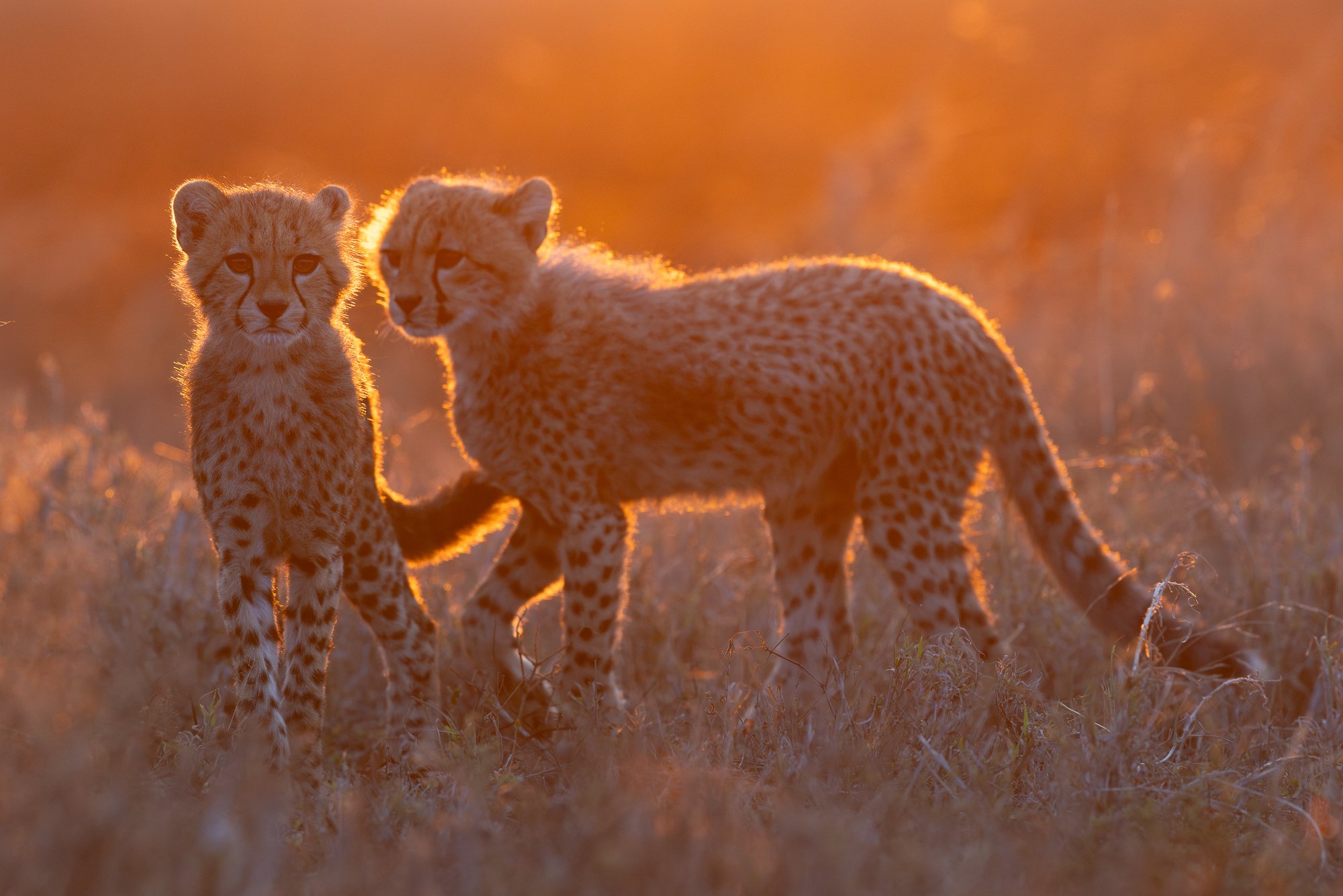 Backlit cheetah cubs in the Serengeti