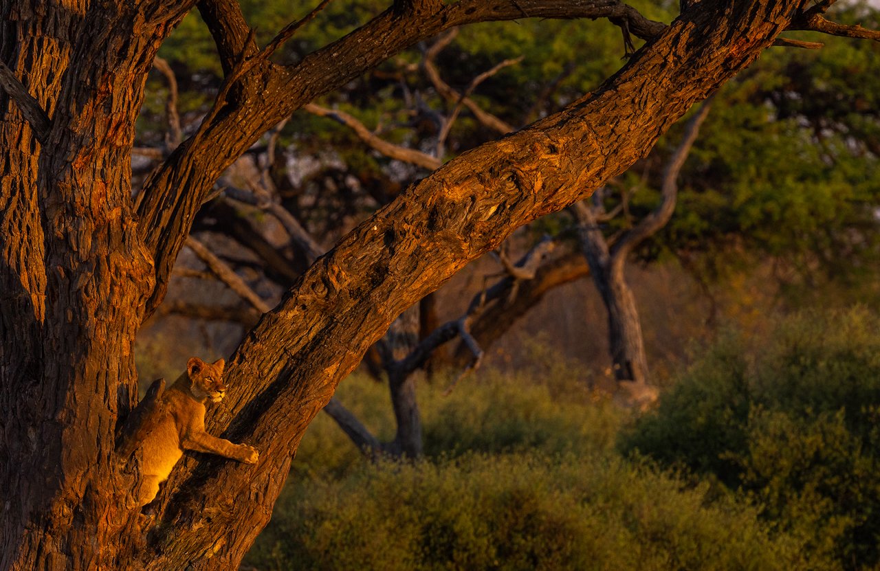 Lion in Tree.jpeg