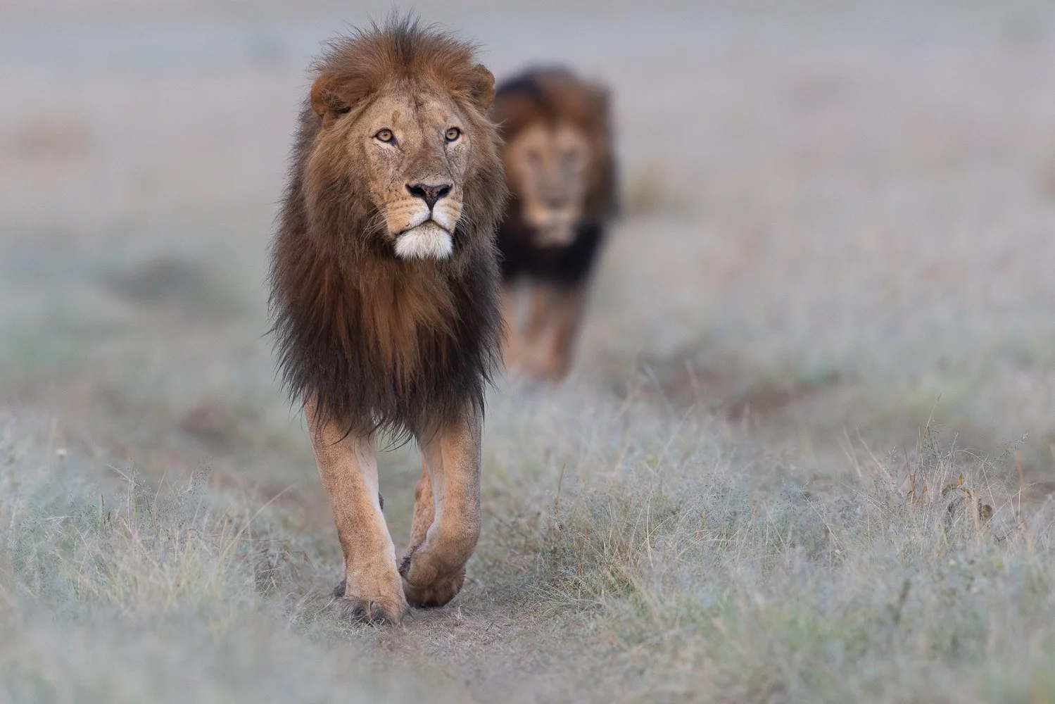 A male lion walking through a grassy plain with his mane and another lion blurred in the background.