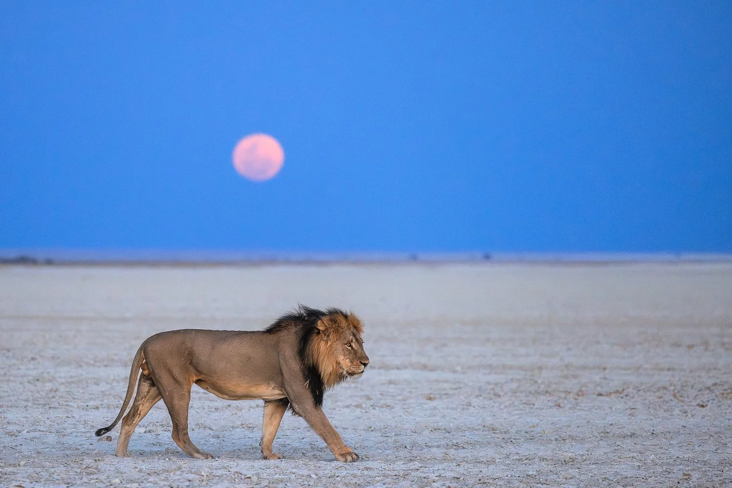 Male lion strides over the salt pans of Makgadikgadi as the full moon rises in the background.