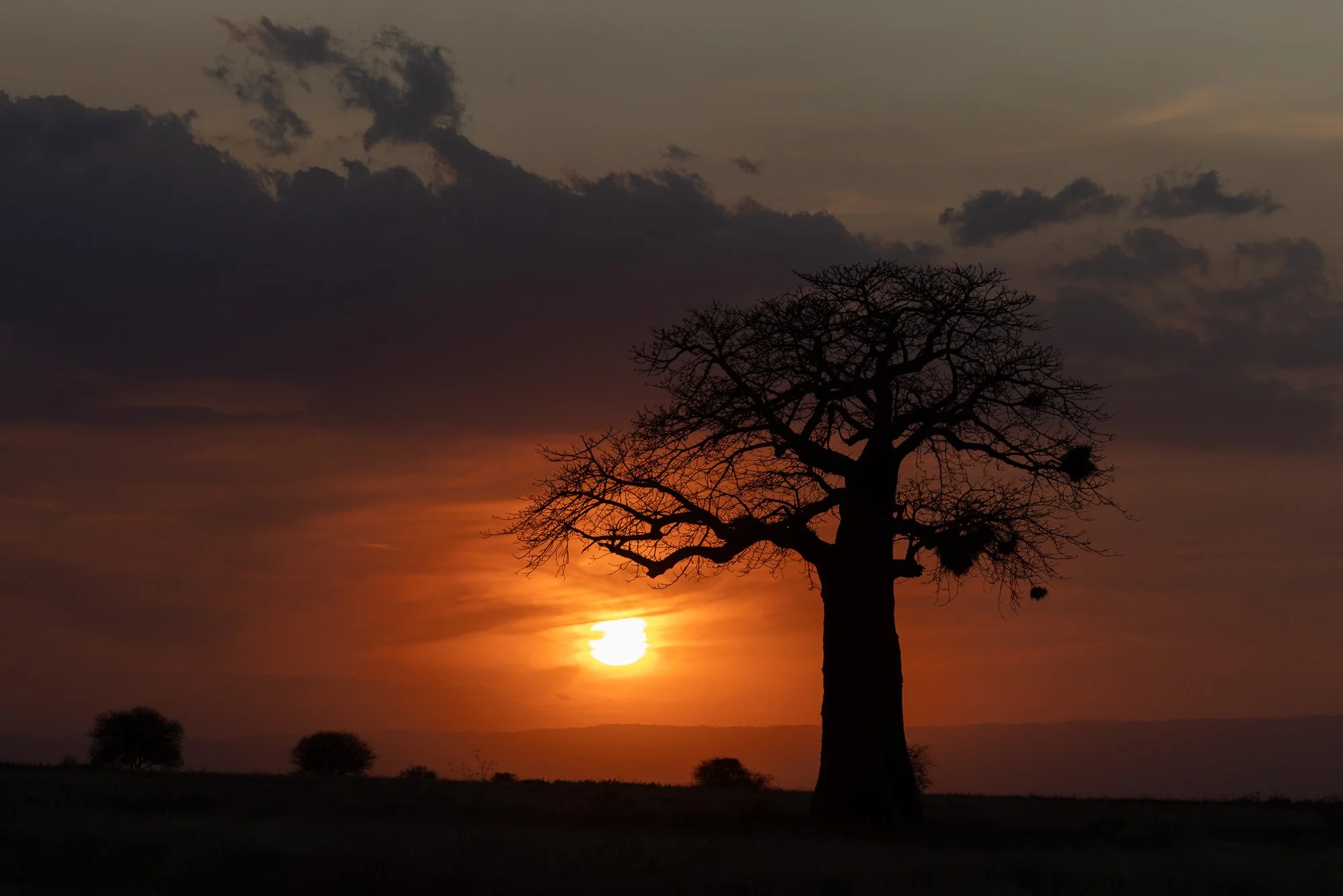 Baobab silhouette