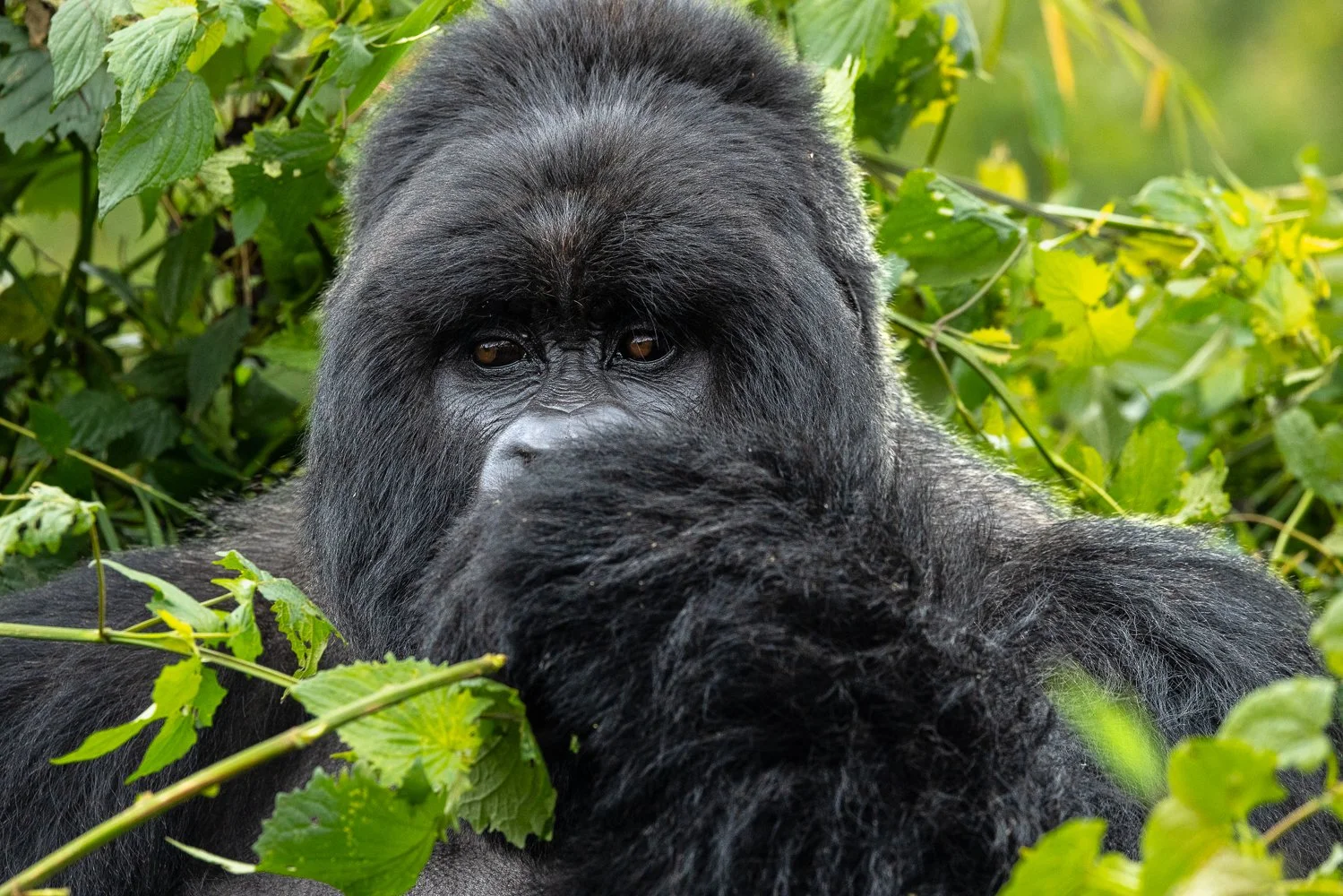 An adult silverback gorilla sits in the green jungle of Rwanda.