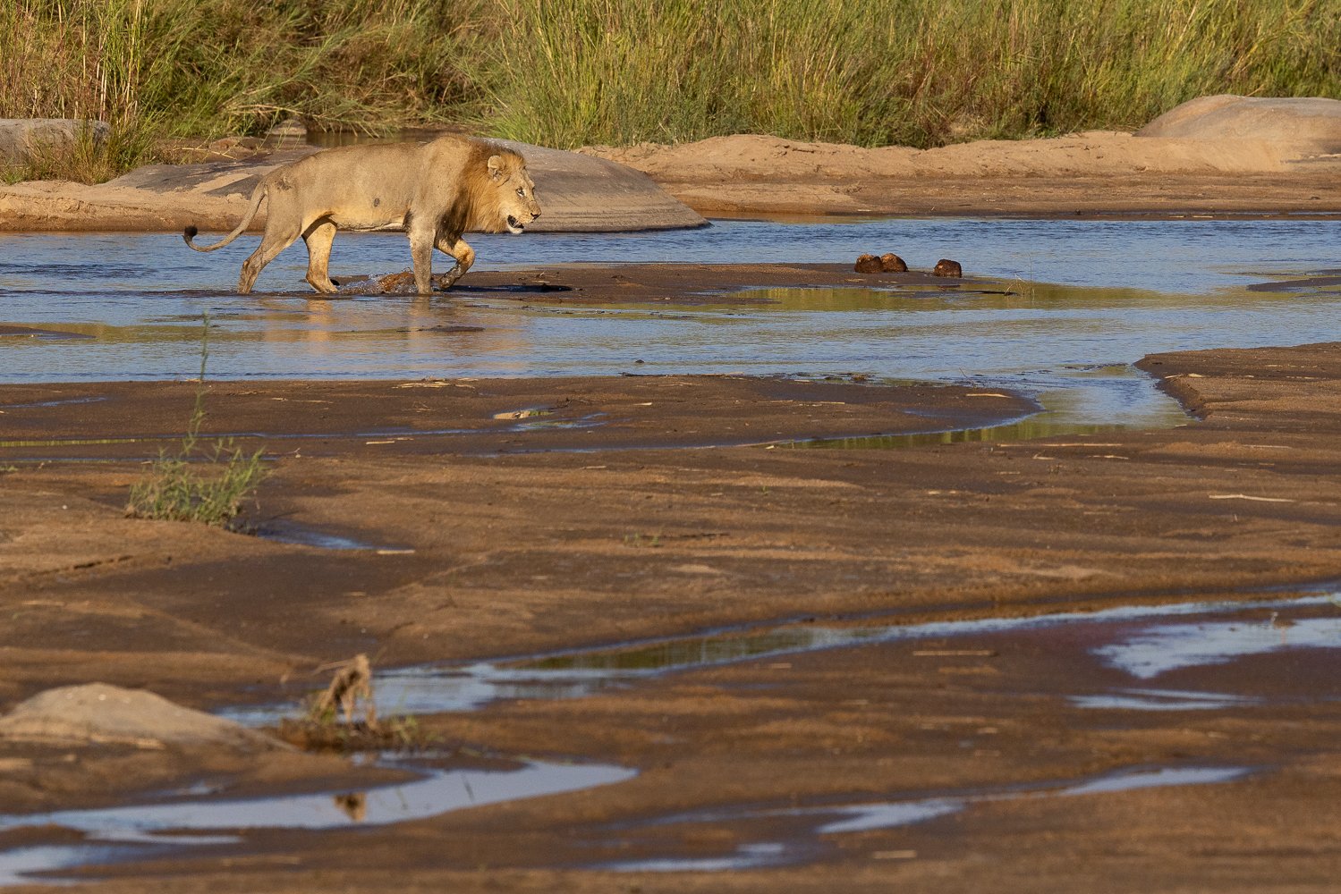An adult male lion crosses the river in the Sabi Sands.