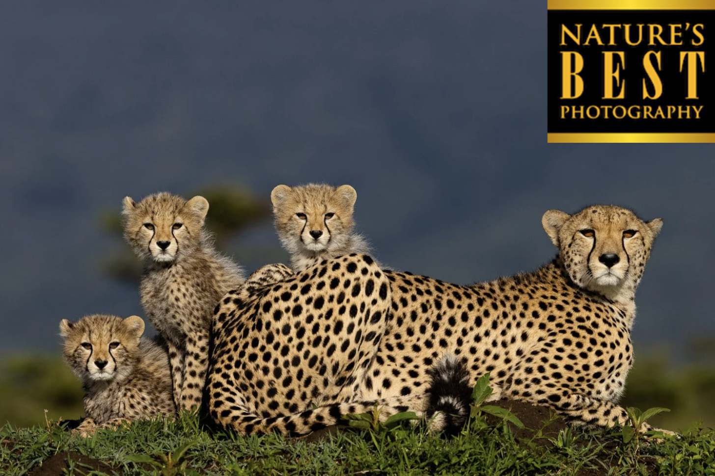 Nature's Best Photography Mkapa Awards 2022