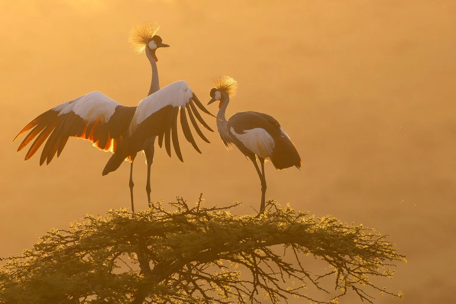 Two crowned cranes standing on a tree at sunrise, one with wings spread, surrounded by warm golden light.