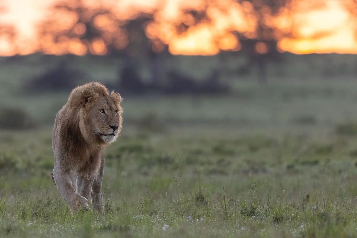 A lion walking on grassy plains with a sunset background featuring a sky with orange clouds and trees.