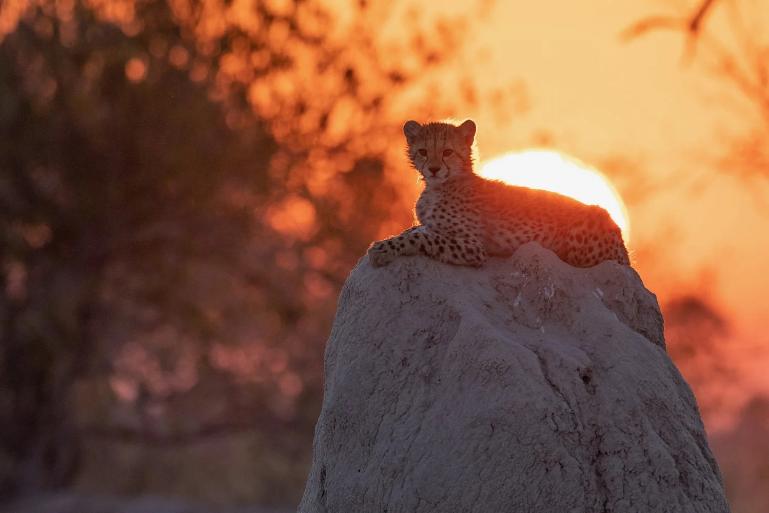 A cheetah cub sits on top of termite mound as the sun rises behind him in the Okavango Delta.