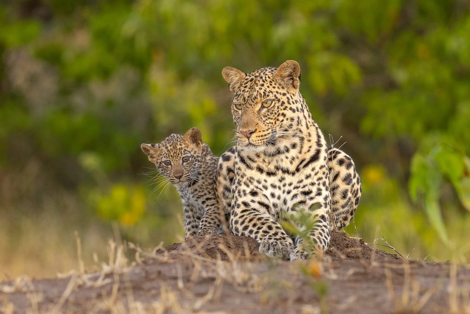A curious leopard cub peers out from behind mum in Mashatu.