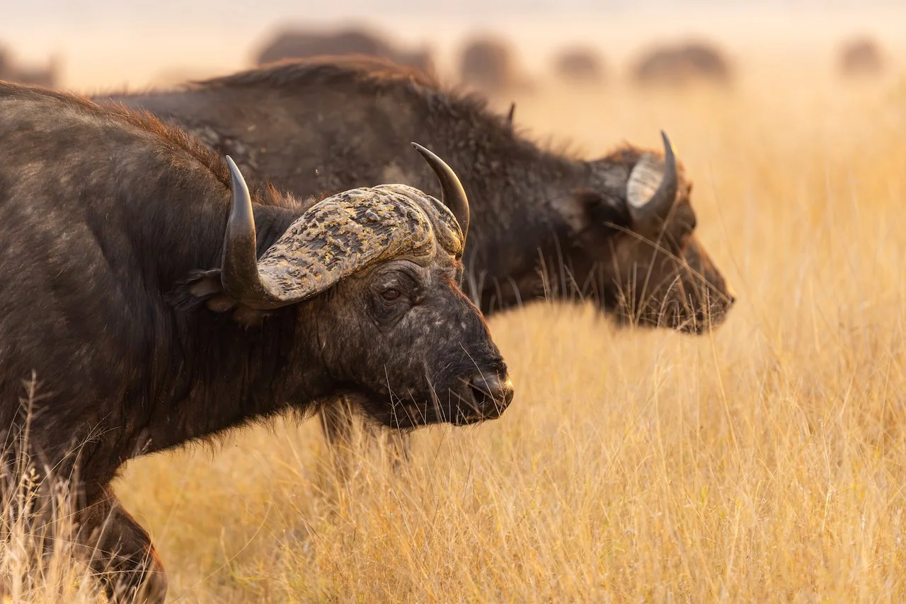 Buffalo Herd.jpeg