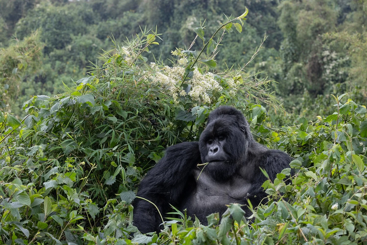 An adult silverback gorilla sits in the misty greenery of Volcanoes National Park.