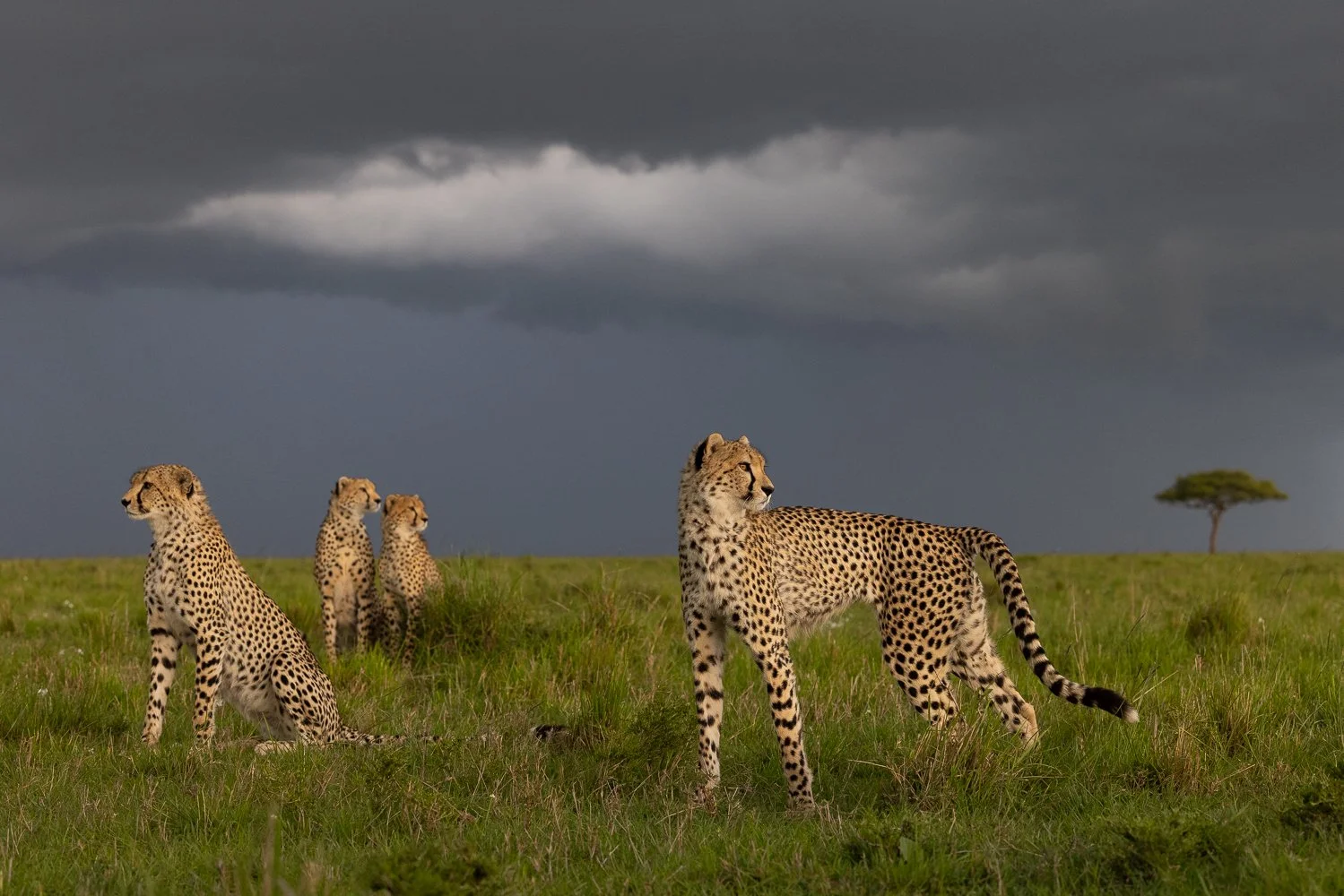 Cheetah mum and three adult cubs stand as a portrait against stormy background in Mara North.