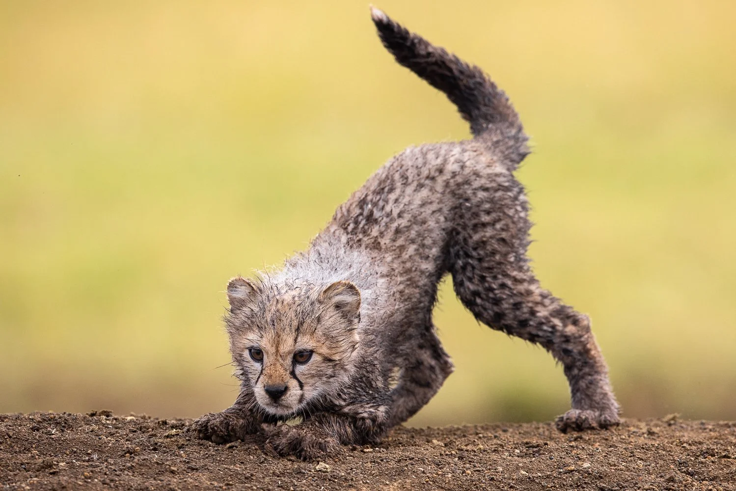 Young cheetah cub crouching on dirt ground with intense gaze and raised tail, blurred green background.