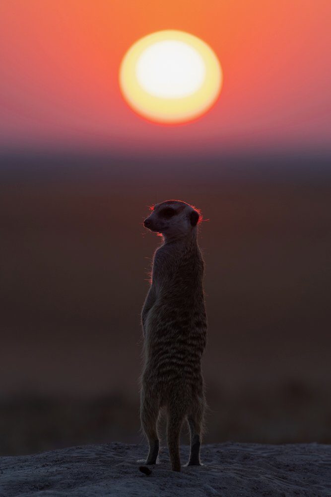 Meerkat stands tall as the yellow sun sets in a red sky of the Makgadikgadi Salt Pans.