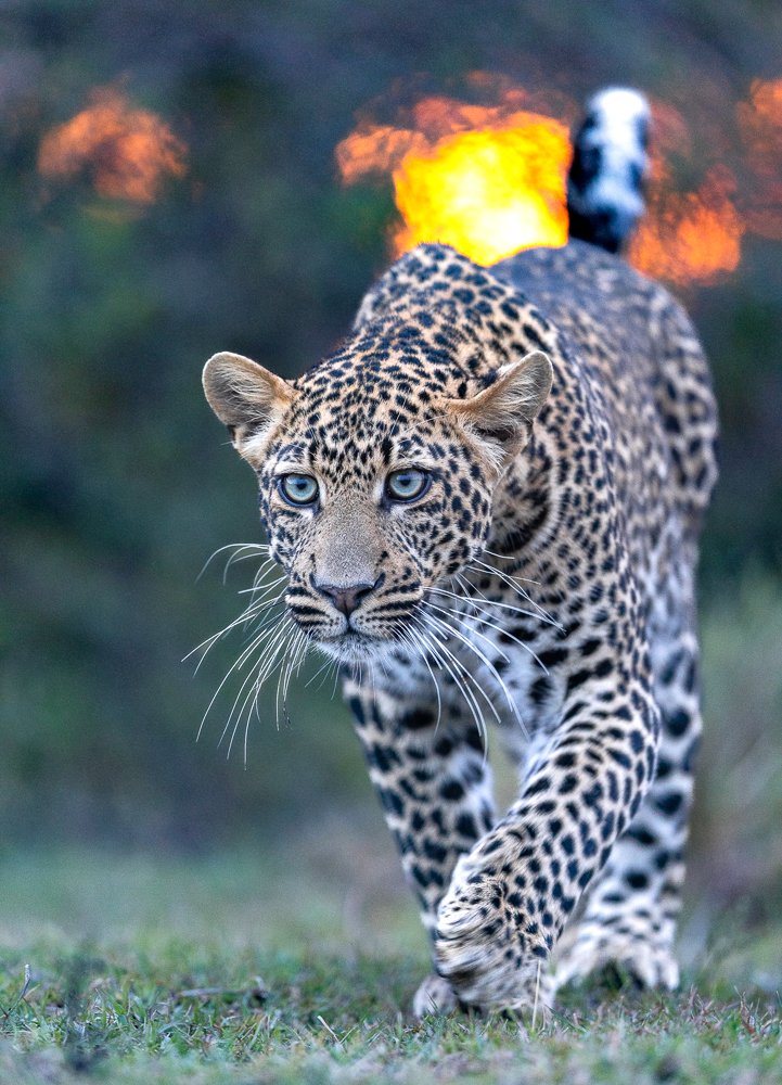 A leopard with blue eyes walking on grass with a fiery orange and yellow sunset background.
