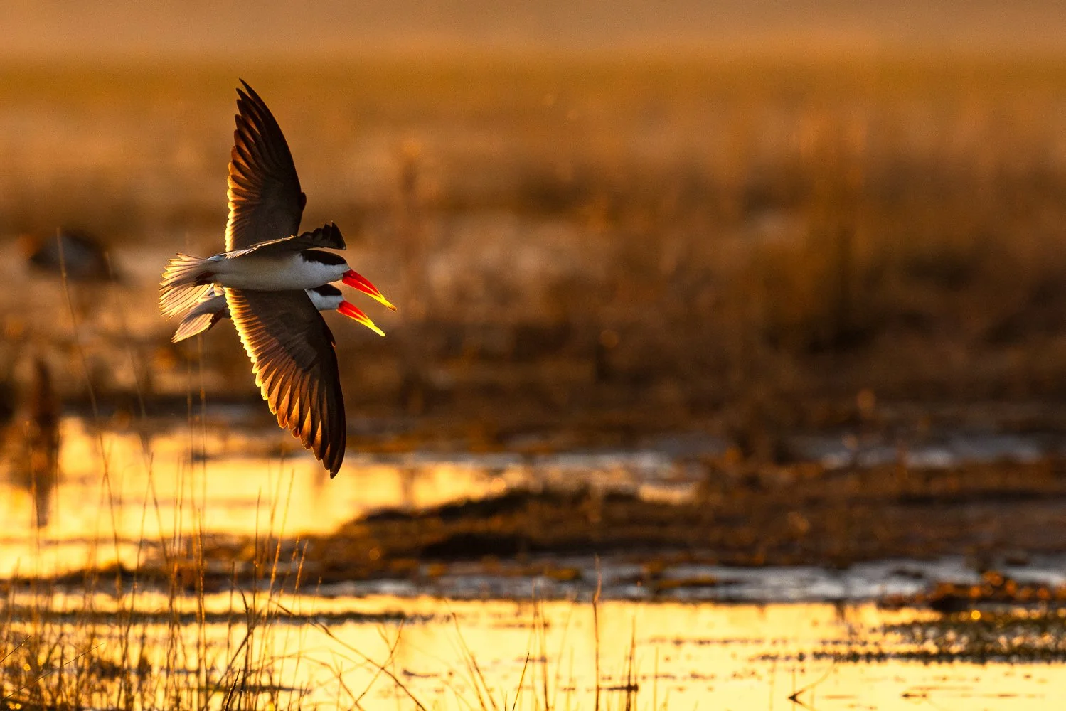 African skimmers fly low over the Chobe River