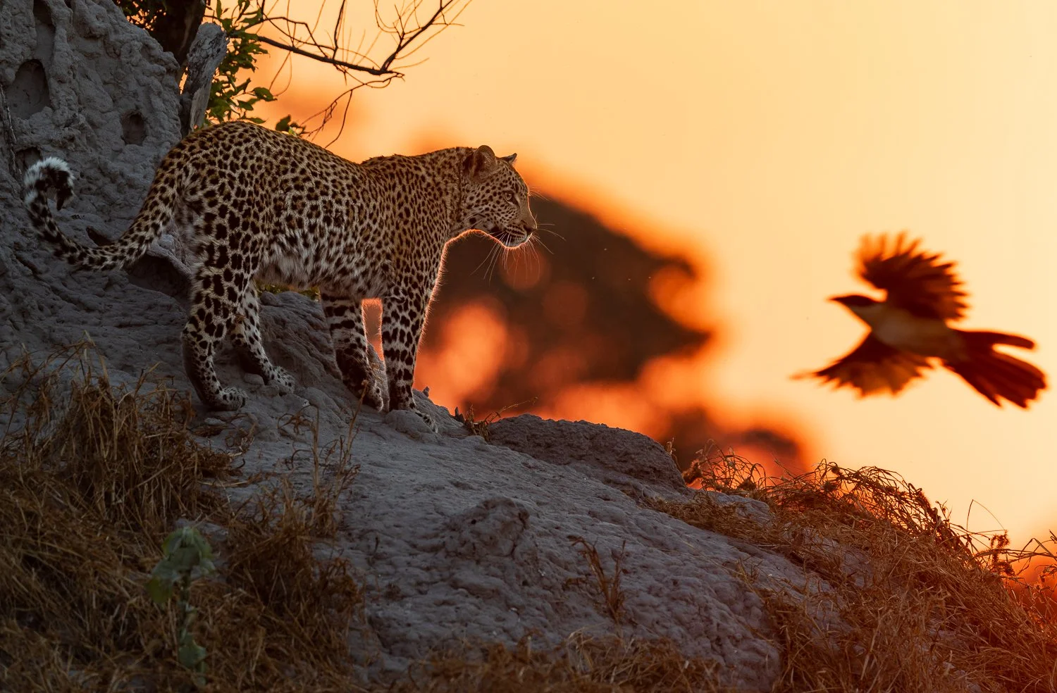 A leopard standing on termite mound at sunset, as a bird flies past.
